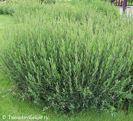 Salix purpurea 'Gracilis', kääpiöpunapaju